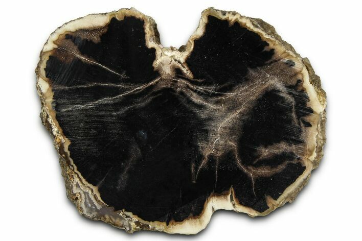 Petrified Wood (Schinoxylon) Limb Section - Blue Forest, Wyoming #371069